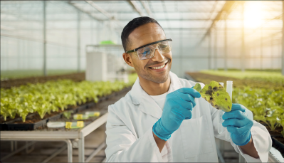 Plant pathology scientist analyzing diseased crop leaves during agricultural pathogen testing in a research greenhouse.