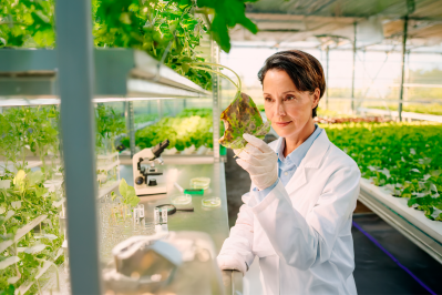 agricultural plant pathology laboratory analysis2